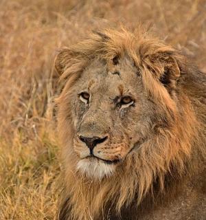 a lion is standing in the tall grass