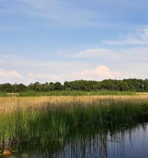 水边的一片高草丛