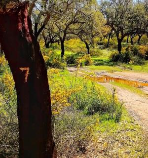 a tree with a number seven on it next to a dirt road