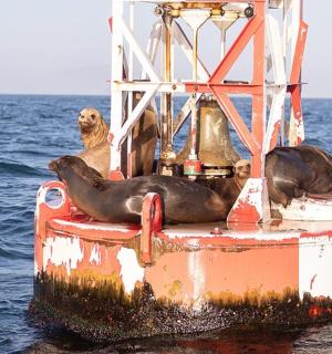 a group of seals on a boat in the water