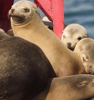 水中船上的一群海豹