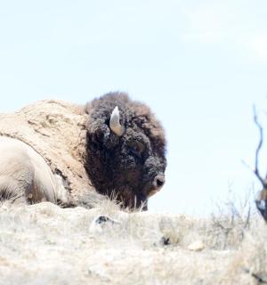 bizon ležící v trávě na poli