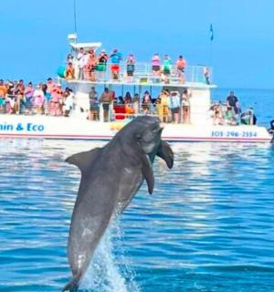 a dolphin jumping in the water in front of a boat
