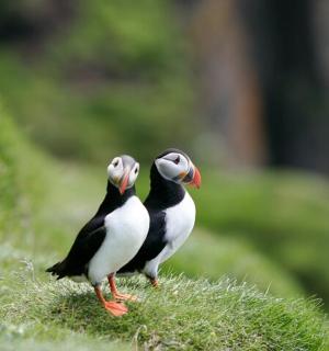 dva ptáci stojící vedle sebe na kopci