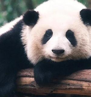 a panda bear sitting on top of a tree