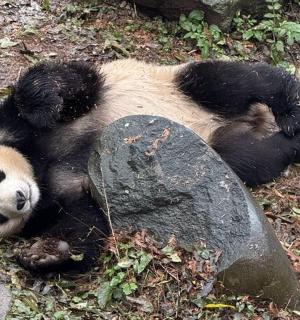 ein Pandabär, der auf dem Rücken auf dem Boden liegt