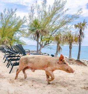 a pig walking on the beach near the ocean