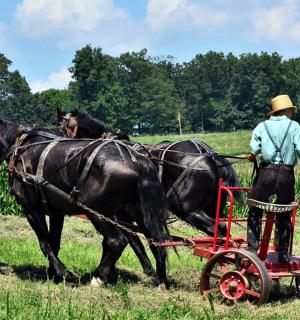 muž orá pole se dvěma koňmi