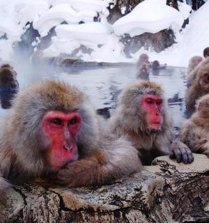 一群猴子坐在水里