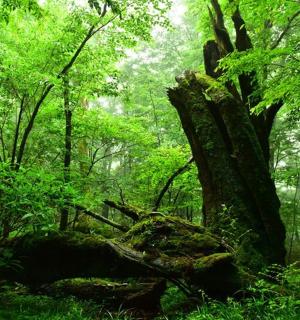a tree in the middle of a forest