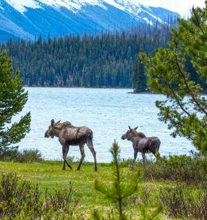 三匹马站在水边的田野里