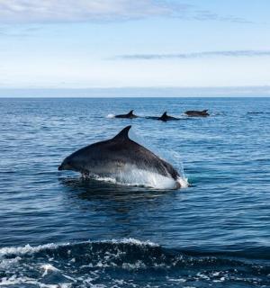 eine Gruppe von Delfinen, die im Meer schwimmen