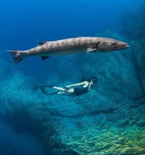 eine Person, die im Meer neben einem Walhai schwimmt