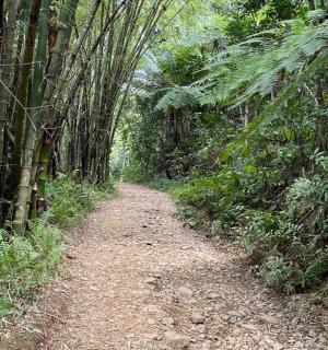 a dirt path through a bamboo forest