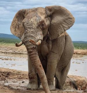 an elephant standing in the mud on a field