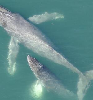 一群海豚在水中游泳