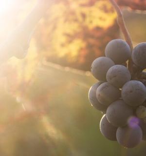 一串葡萄挂在藤上