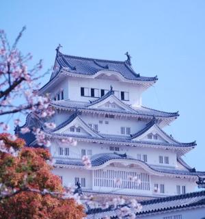 a tall white building withakura trees in front of it