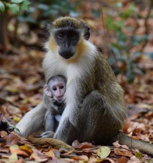 قرد وقرد صغير يجلسان على الأوراق