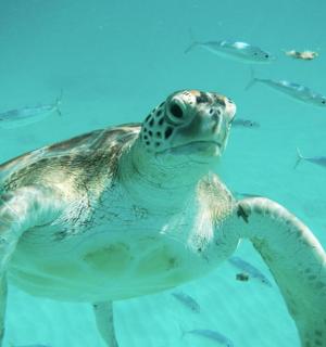 سلحفاة خضراء تسبح في الماء مع الأسماك