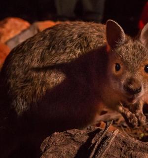 一只松鼠站在岩石顶上