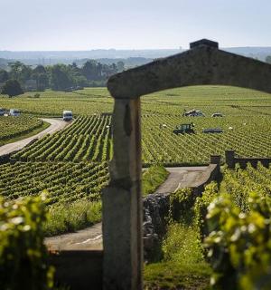 从田野中的拱门望去的葡萄园