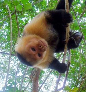 a monkey is hanging from a tree