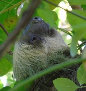 a close up of a sloth in a tree
