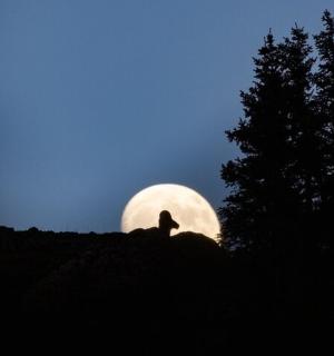 一个人坐在山上，面前是一轮满月