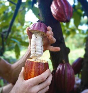 osoba držící oloupanou cibuli visící ze stromu