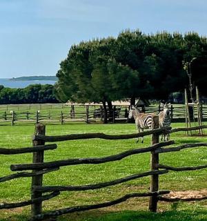 two zebras standing in a field behind a fence