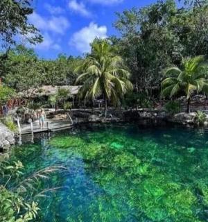 一池翠绿的海水和棕榈树