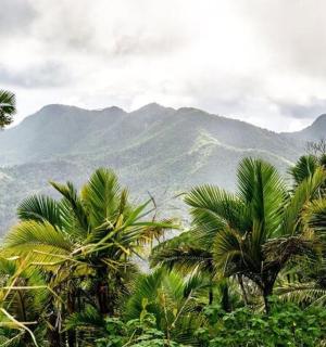 un gruppo di palme con montagne sullo sfondo