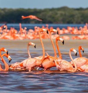 a group of pink flamingos swimming in the water