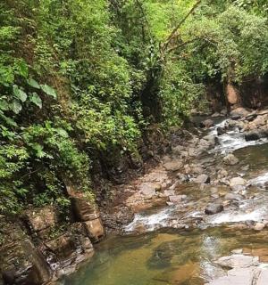 丛林中的一条河流