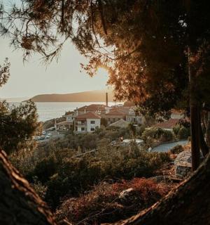 从树后看城镇的景色