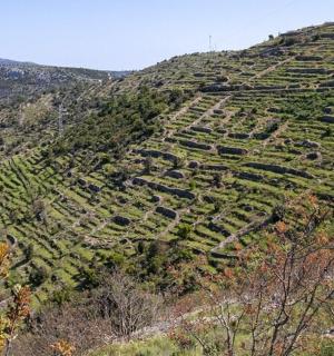 uma encosta com plantações em uma colina