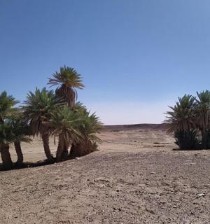沙漠中的一组棕榈树