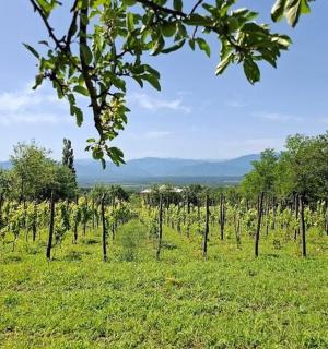 a field with a bunch of vines in the grass