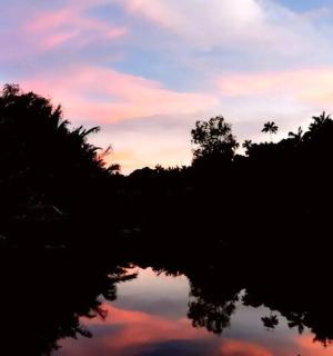 树木繁茂的水面上的日落
