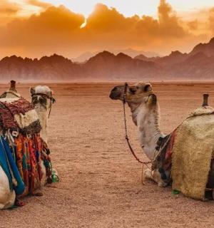 沙漠中两只骆驼并排坐着