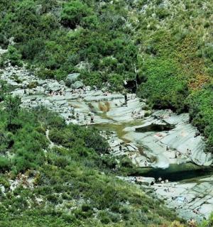 山中河流里的一群动物