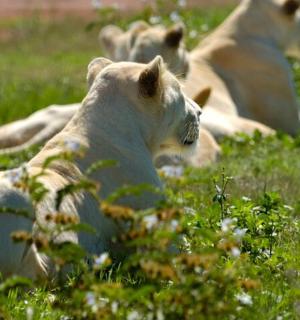 一群狮子躺在草地上