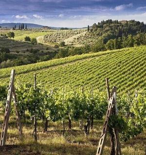 a vineyard with rows of green grapes on a hill