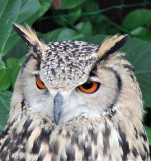 一只橙色眼睛的猫头鹰坐在树上