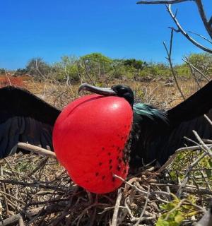一只张开翅膀的鸟叼着一个红苹果