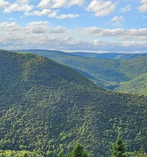 an aerial view of a green valley with trees