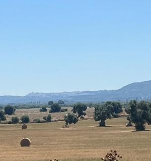 a field with lots of hay bales in it
