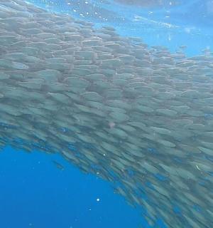 un grande gruppo di pesci che nuotano nell'acqua