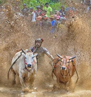 a man riding a horse in the mud with two cows